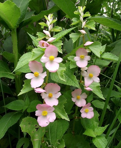 B. gracilis var. gracilis